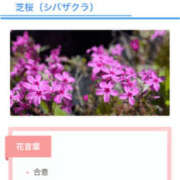 ヒメ日記 2025/04/20 15:21 投稿 舞白のん Mrs. Dandy Ikebukuro