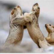 ヒメ日記 2025/05/12 23:41 投稿 高輪けい Mrs. Dandy Ikebukuro