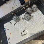 ヒメ日記 2025/08/27 23:32 投稿 高輪けい Mrs. Dandy Ikebukuro