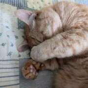 ヒメ日記 2025/03/24 07:22 投稿 ありす 丸妻 横浜本店