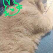 ヒメ日記 2025/04/05 07:04 投稿 ありす 丸妻 横浜本店