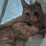 ヒメ日記 2025/07/12 06:55 投稿 ありす 丸妻 横浜本店