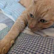 ヒメ日記 2025/07/30 06:53 投稿 ありす 丸妻 横浜本店