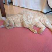 ヒメ日記 2025/08/13 06:54 投稿 ありす 丸妻 横浜本店