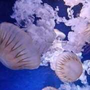 ヒメ日記 2025/09/01 21:12 投稿 ありす 丸妻 横浜本店