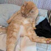 ヒメ日記 2025/09/16 08:46 投稿 ありす 丸妻 横浜本店