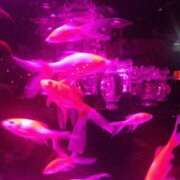 ヒメ日記 2025/11/12 09:30 投稿 ありす 丸妻 横浜本店