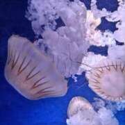 ヒメ日記 2025/11/14 13:45 投稿 ありす 丸妻 横浜本店