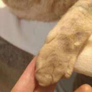 ヒメ日記 2026/01/13 07:51 投稿 ありす 丸妻 横浜本店