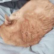 ヒメ日記 2026/04/02 07:37 投稿 ありす 丸妻 横浜本店