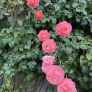 ヒメ日記 2025/07/03 01:17 投稿 沙織（サオリ） アロマ新横浜