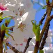 ヒメ日記 2025/04/05 12:21 投稿 あさみ ラブハート