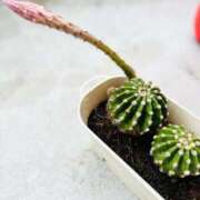 ヒメ日記 2025/07/14 12:11 投稿 あさみ ラブハート