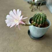 ヒメ日記 2025/09/20 11:21 投稿 あさみ ラブハート