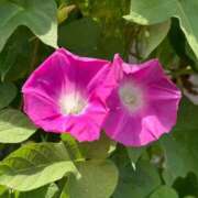 ヒメ日記 2025/08/26 16:28 投稿 ゆき ラブハート