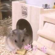 ヒメ日記 2025/04/18 22:18 投稿 歩夢(ほむ) 相模原人妻城