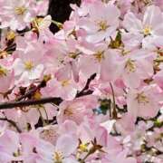 ヒメ日記 2025/03/28 21:58 投稿 優香(ゆか) デザインヴィオラ東京