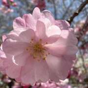 曽根 きょうか 今夜は23:00〜❤️ 神戸RED DRAGON