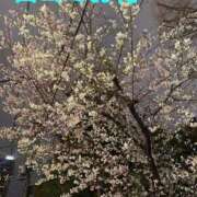 ヒメ日記 2025/04/04 23:42 投稿 杏里(あんり) PLUS梅田店