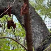 ヒメ日記 2025/07/31 19:03 投稿 椿あやめ セグレターリオ