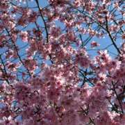 ヒメ日記 2026/03/13 06:19 投稿 椿あやめ セグレターリオ