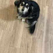 ヒメ日記 2025/04/29 11:04 投稿 しぐれ タレント倶楽部アダルト