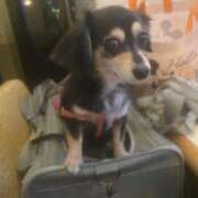 ヒメ日記 2025/08/25 21:30 投稿 しぐれ タレント倶楽部アダルト