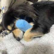 ヒメ日記 2025/12/07 01:38 投稿 しぐれ タレント倶楽部アダルト