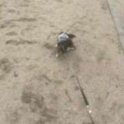 ヒメ日記 2026/04/06 19:28 投稿 しぐれ タレント倶楽部アダルト