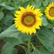 ヒメ日記 2025/08/18 09:45 投稿 安室★ Club夢