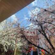 ヒメ日記 2025/03/29 10:29 投稿 みほ 豊満奉仕倶楽部