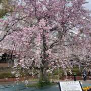 ヒメ日記 2025/04/03 23:39 投稿 ななせ 豊満奉仕倶楽部