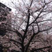 ヒメ日記 2025/04/07 00:09 投稿 ゆな 豊満奉仕倶楽部