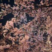 ヒメ日記 2025/04/14 19:09 投稿 ゆな 豊満奉仕倶楽部