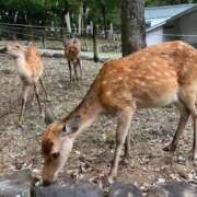 ヒメ日記 2025/09/13 21:59 投稿 ゆな 豊満奉仕倶楽部