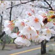 ヒメ日記 2025/04/07 20:27 投稿 あさ 埼玉西川口ショートケーキ（シンデレラグループ）