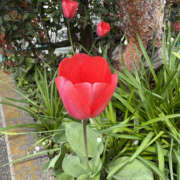 ヒメ日記 2025/04/10 20:20 投稿 やよい 奥鉄オクテツ東京店（デリヘル市場）