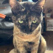 ヒメ日記 2025/04/22 22:05 投稿 やよい 奥鉄オクテツ東京店（デリヘル市場）