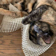 ヒメ日記 2025/09/07 15:25 投稿 やよい 奥鉄オクテツ東京店（デリヘル市場）