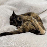 ヒメ日記 2026/03/26 22:30 投稿 やよい 奥鉄オクテツ東京店（デリヘル市場）