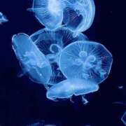 ヒメ日記 2025/03/04 21:38 投稿 ☆あおい☆完全業界未経験 ◆プラウディア◆AAA級素人娘在籍店