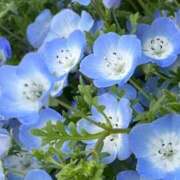 ヒメ日記 2025/03/16 04:38 投稿 ☆あおい☆完全業界未経験 ◆プラウディア◆AAA級素人娘在籍店