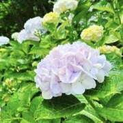 ヒメ日記 2025/06/09 11:48 投稿 ☆あおい☆完全業界未経験 ◆プラウディア◆AAA級素人娘在籍店