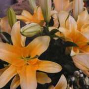 ヒメ日記 2025/11/20 17:33 投稿 ☆あおい☆完全業界未経験 ◆プラウディア◆AAA級素人娘在籍店