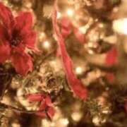 ヒメ日記 2025/11/29 14:17 投稿 ☆あおい☆完全業界未経験 ◆プラウディア◆AAA級素人娘在籍店