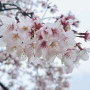 ☆あおい☆完全業界未経験 桜雨☔️ ◆プラウディア◆AAA級素人娘在籍店