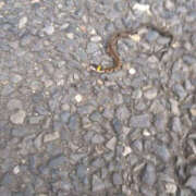 ヒメ日記 2025/10/02 18:26 投稿 あげは TSUBAKI（水戸）