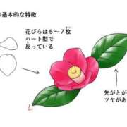 ヒメ日記 2026/01/16 15:41 投稿 あげは TSUBAKI（水戸）