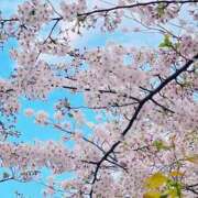 ヒメ日記 2025/04/16 23:18 投稿 りま 厚木人妻城