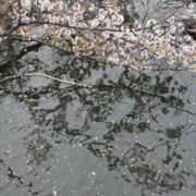 ヒメ日記 2025/04/12 10:51 投稿 ゆうか 彼女の部屋本店